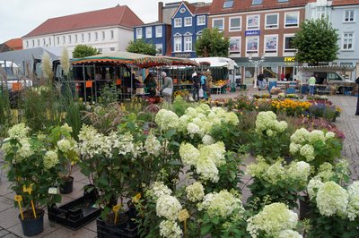 Blumenmeer. Im Hintergrund sind Verkaufswägen