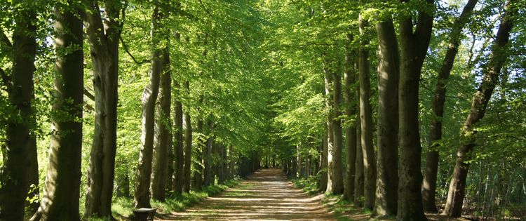 Allee im Sonennschein